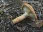 Fakó szőrgomba (Lactarius mairei), Budai-hegység